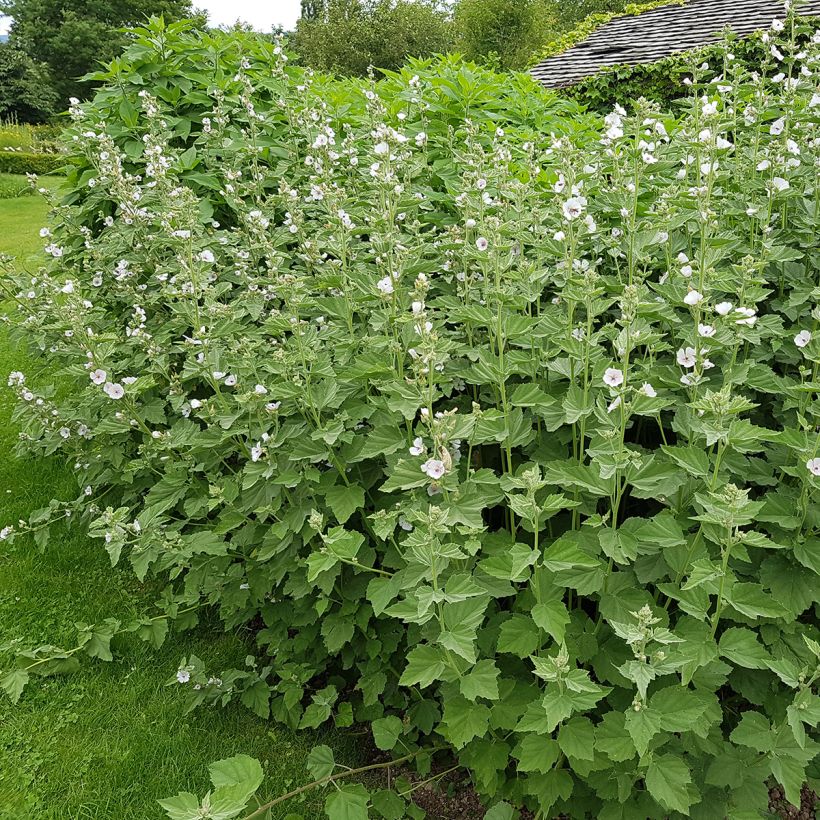 Althaea officinalis (Hábito)