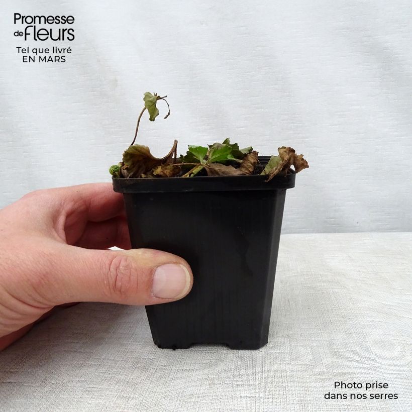 Amostra de Gunnera magellanica Vaso de 8/9 cm tal como entregue na primavera