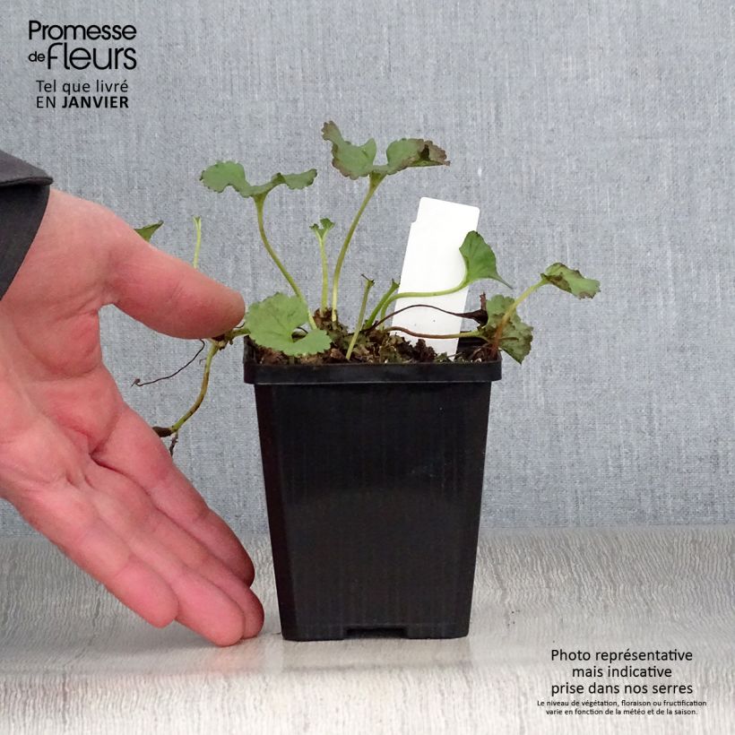 Amostra de Gunnera magellanica Vaso de 8/9 cm tal como entregue no inverno