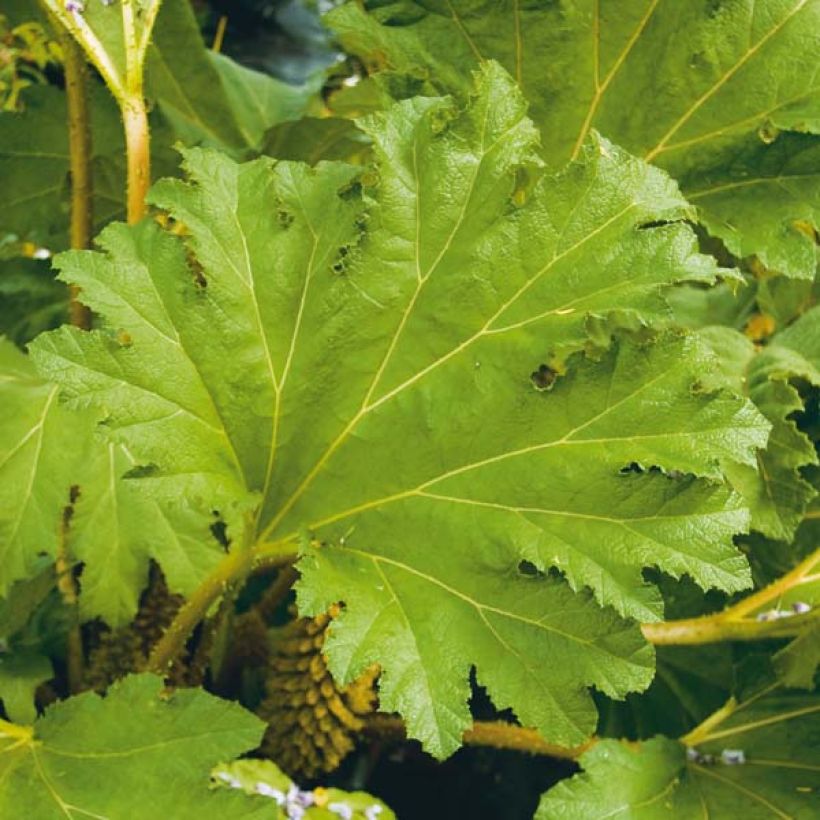 Gunnera manicata (Folhagem)