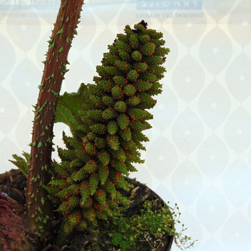 Gunnera manicata (Floração)