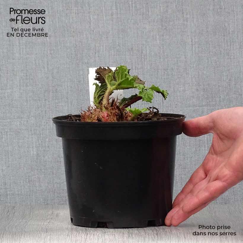 Amostra de Gunnera manicata Vaso de 2 L/3 L tal como entregue no inverno