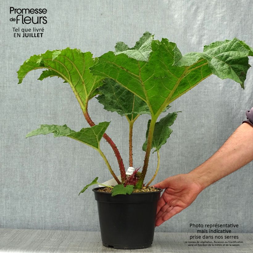 Amostra de Gunnera manicata Vaso de 3 L/4 L tal como entregue no verão
