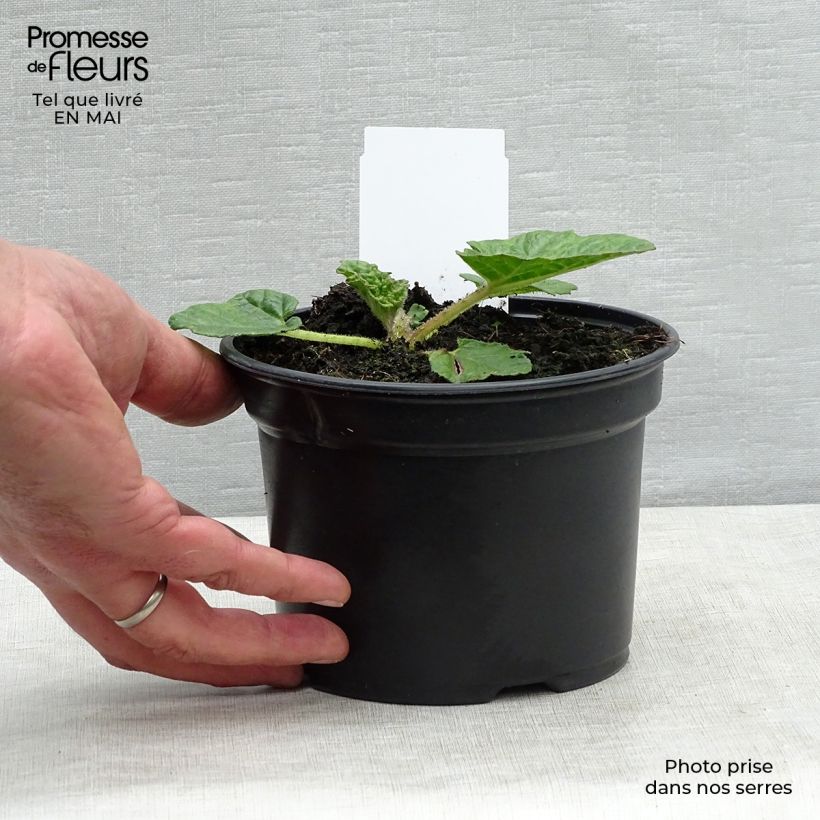 Amostra de Gunnera manicata Vaso de 3 L/4 L tal como entregue na primavera