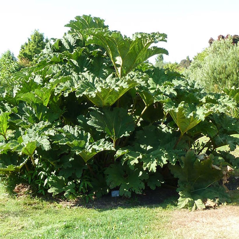 Gunnera tinctoria (Hábito)