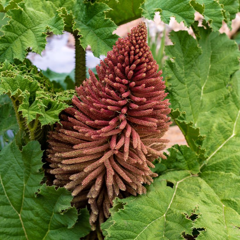 Gunnera tinctoria (Floração)