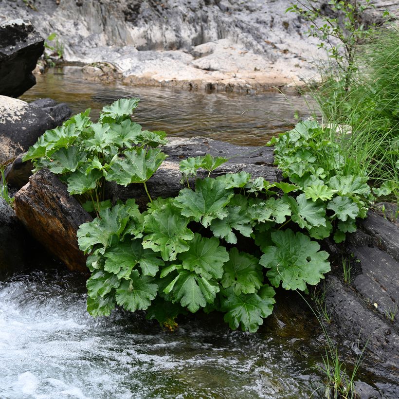 Gunnera tinctoria (Hábito)