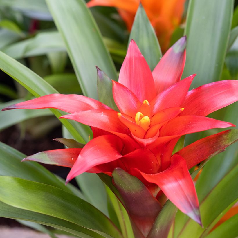Guzmânia Calypso (Floração)