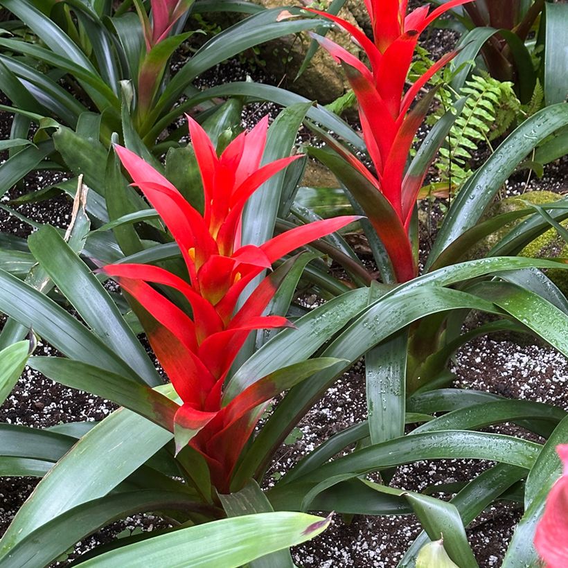 Guzmânia Calypso (Hábito)