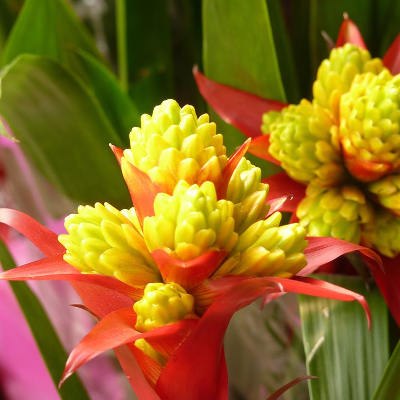 Guzmânia Limones (Floração)