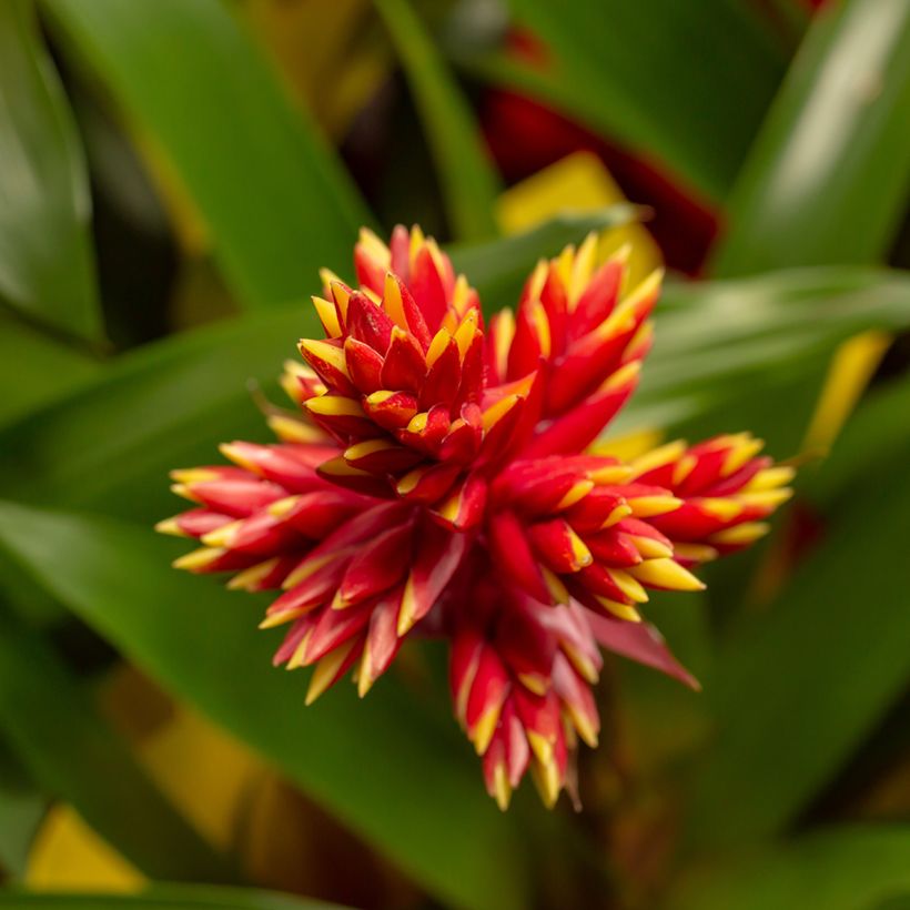 Guzmânia Loja (Floração)