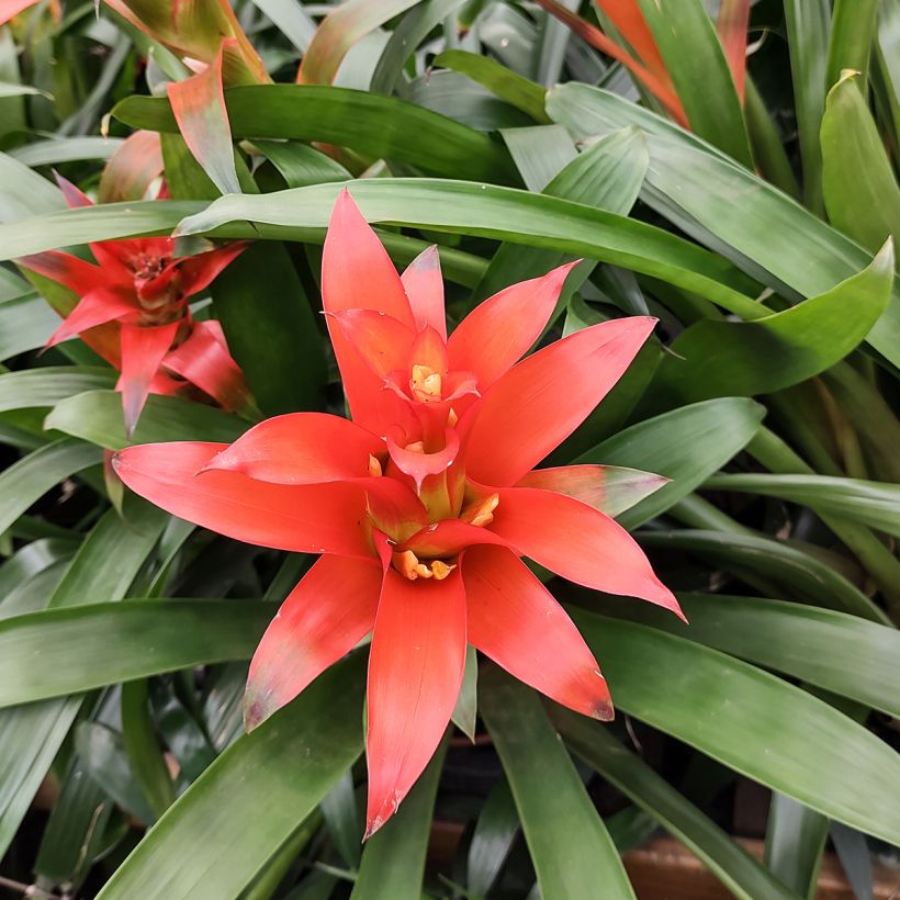 Guzmânia Melissa (Floração)