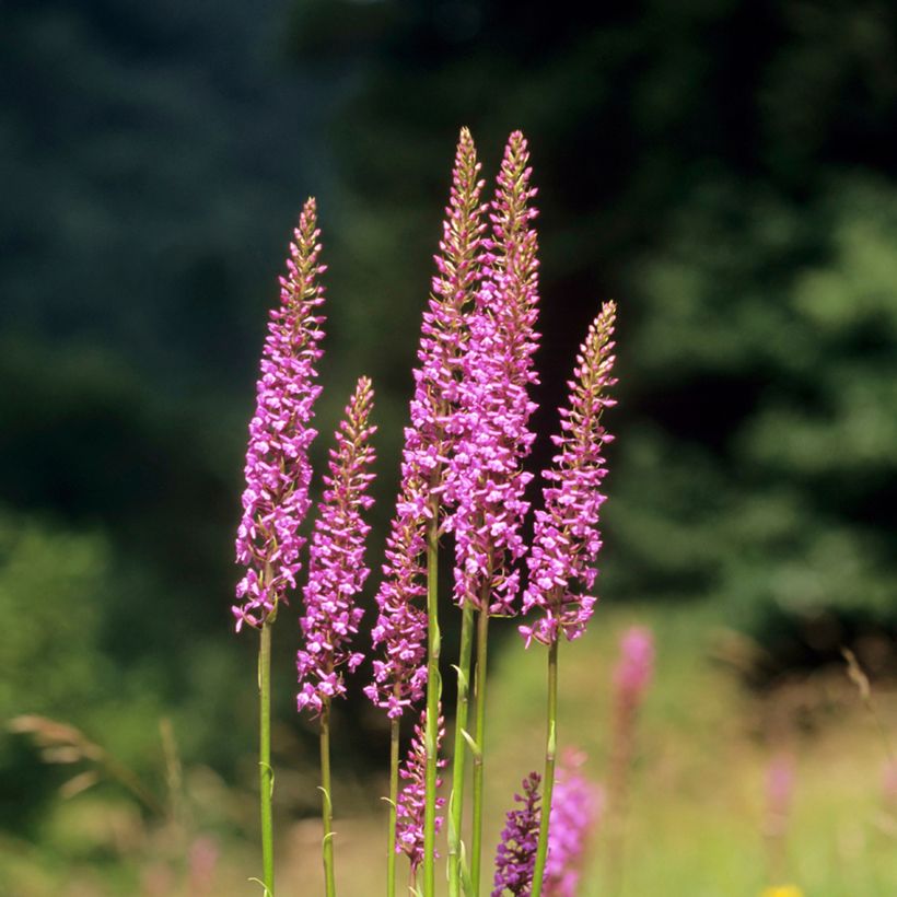Gymnadenia conopsea (Hábito)