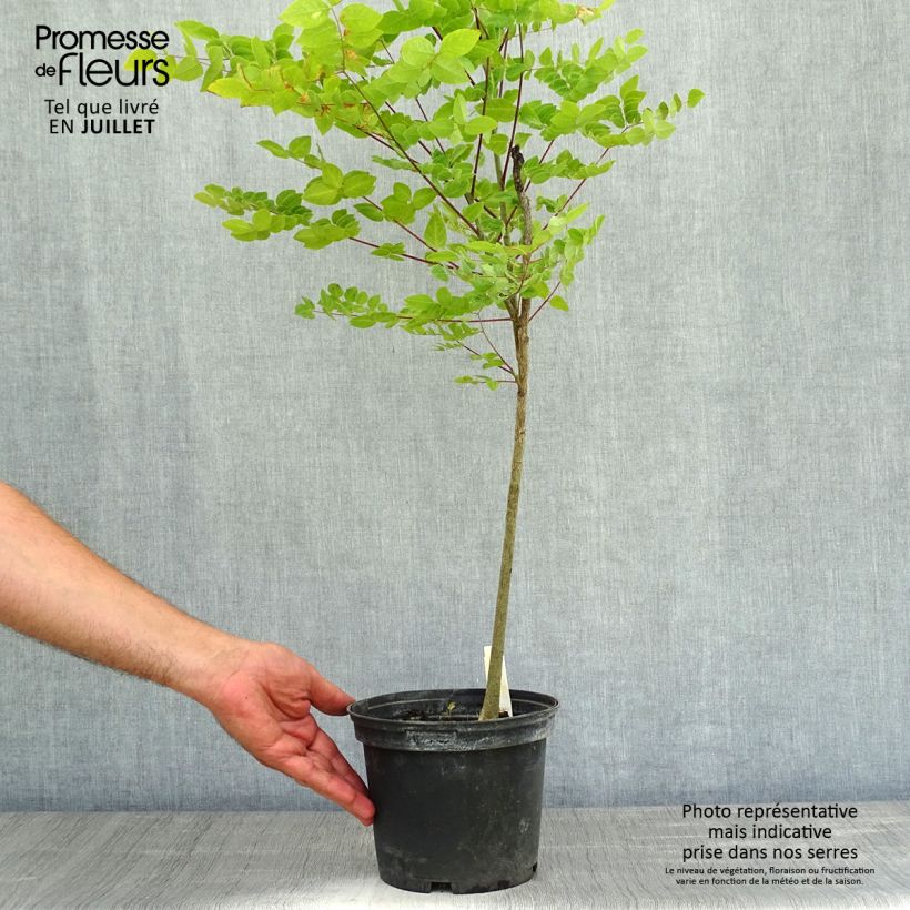 Amostra de Gymnocladus dioica Vaso de 3 L/4 L tal como entregue no verão