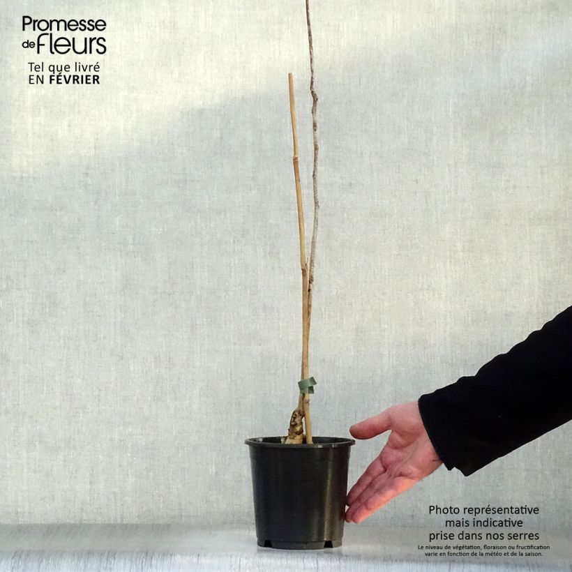 Amostra de Gymnocladus dioica - Chicot du Canada Vaso de 3 L/4 L tal como entregue no inverno