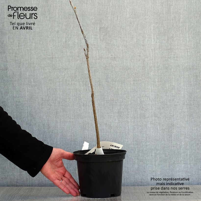 Amostra de Gymnocladus dioica Vaso de 3 L/4 L tal como entregue na primavera