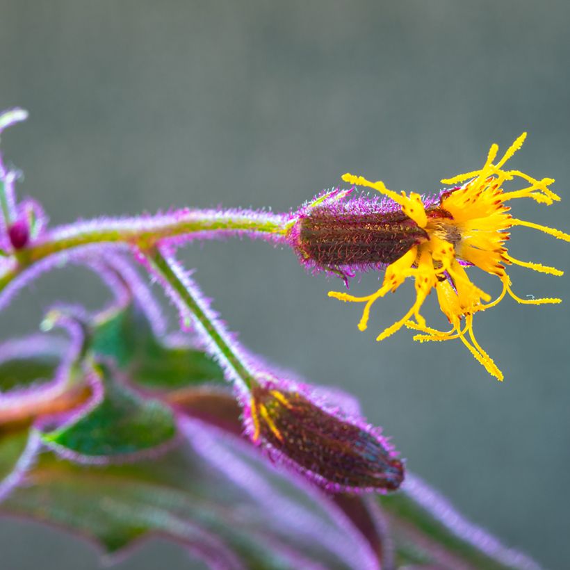 Gynura aurantiaca - Planta-veludo (Floração)