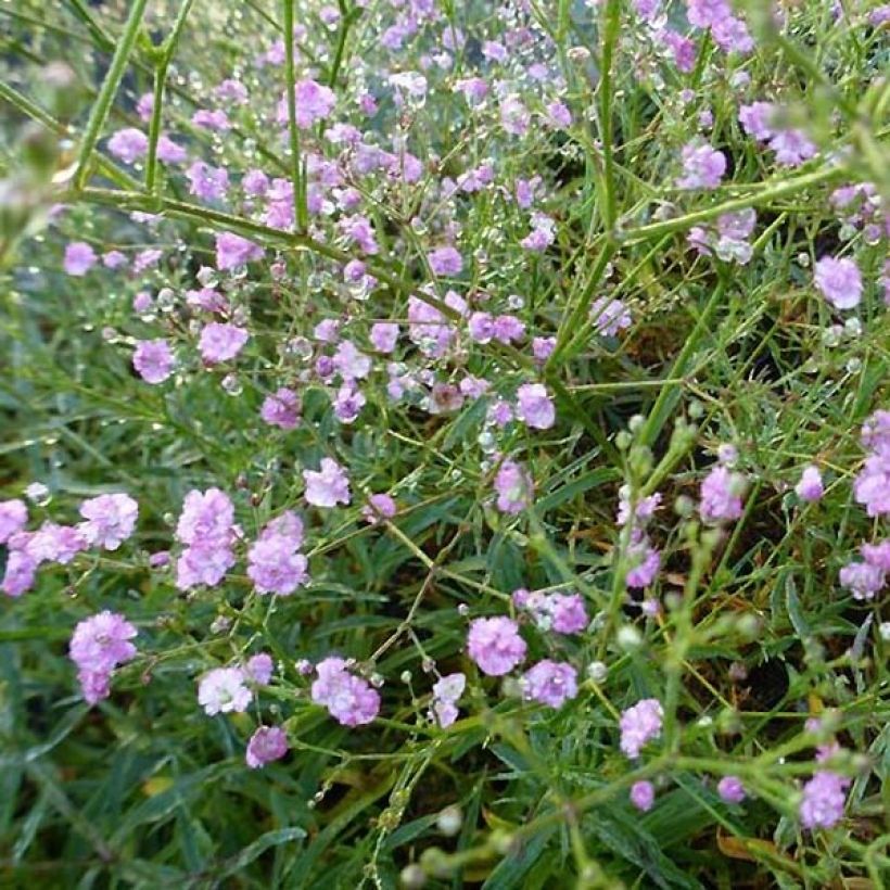 Gypsophila paniculata Festival Pink (Floração)
