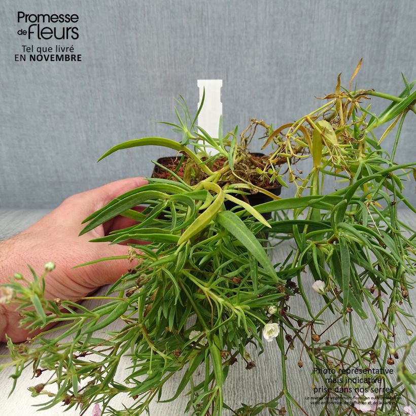 Amostra de Gypsophila paniculata Rosenschleier Vaso de 8/9 cm tal como entregue no outono