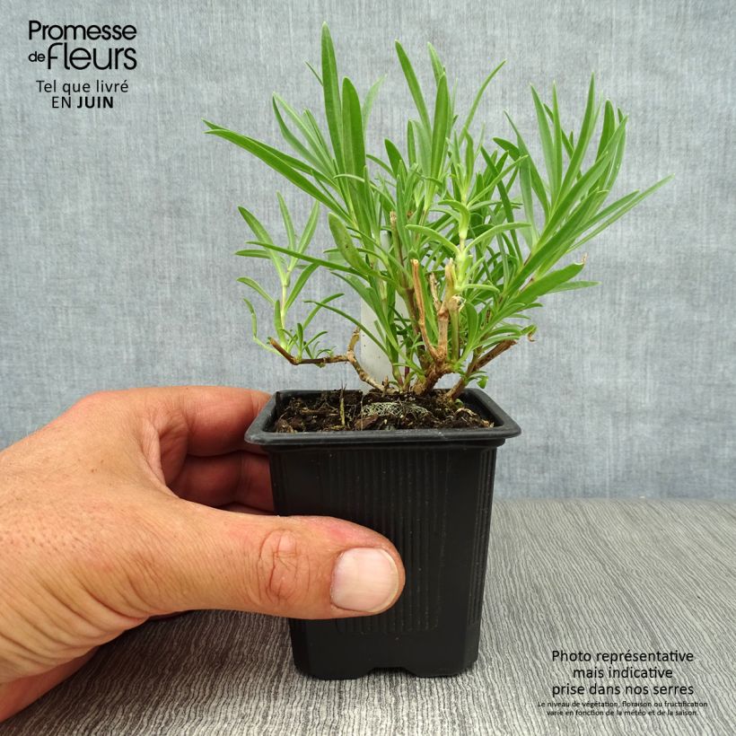 Amostra de Gypsophila paniculata Rosenschleier Vaso de 8/9 cm tal como entregue no verão