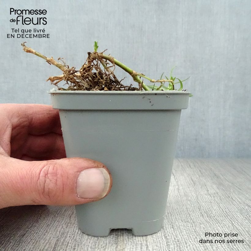 Amostra de Gypsophila Rosenschleier - Gypsophile Rosy Veil Vaso de 8/9 cm tal como entregue no inverno