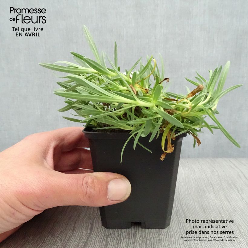 Amostra de Gypsophila paniculata Rosenschleier Vaso de 8/9 cm tal como entregue na primavera