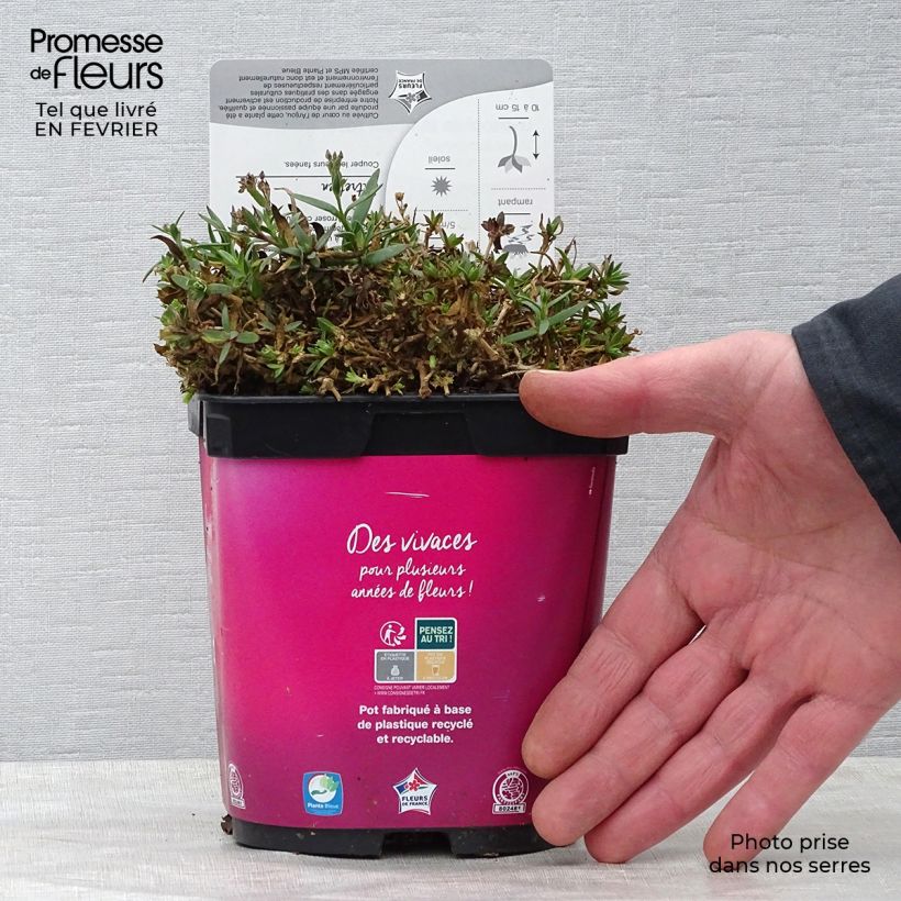 Amostra de Gypsophila Rosenschleier - Gypsophile Rosy Veil Vaso de 2 L/3 L tal como entregue no inverno