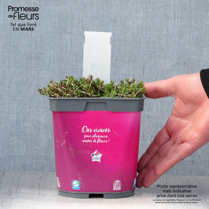 Amostra de Gypsophila paniculata Rosenschleier Vaso de 2 L/3 L tal como entregue na primavera