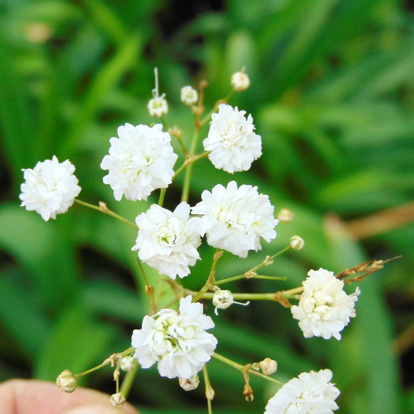 Gypsophila paniculata Bristol Fairy (Floração)