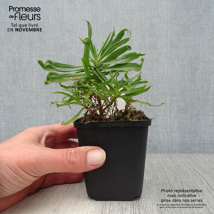 Amostra de Gypsophila paniculata Bristol Fairy Vaso de 8/9 cm tal como entregue no outono
