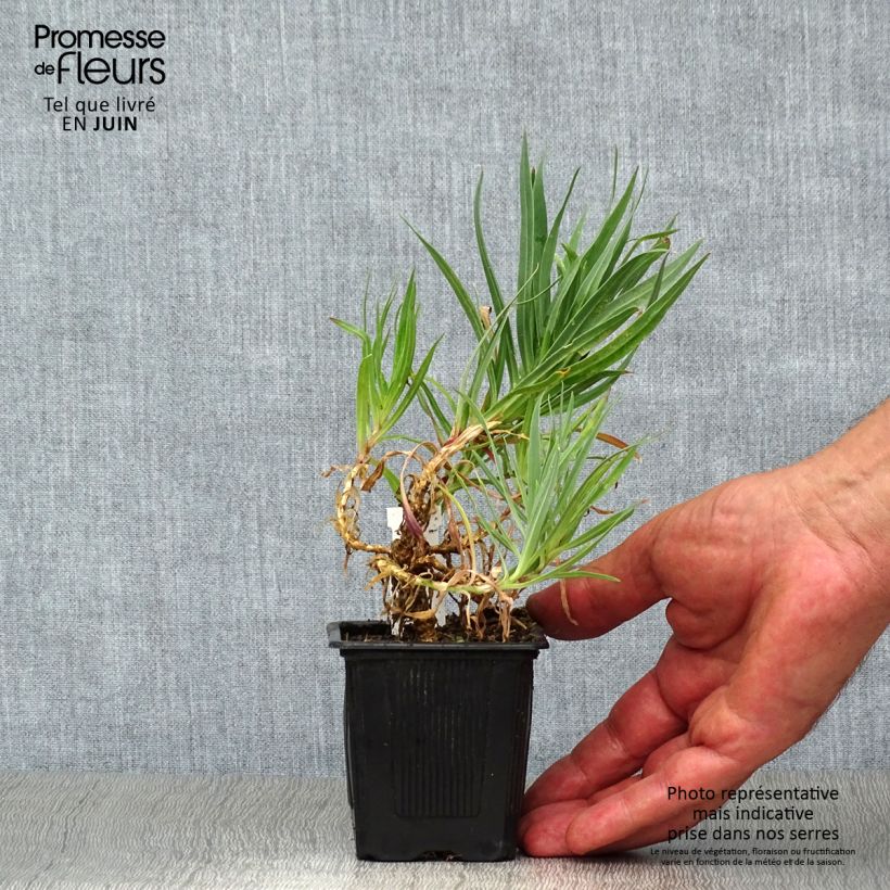 Amostra de Gypsophila paniculata Bristol Fairy Vaso de 8/9 cm tal como entregue no verão