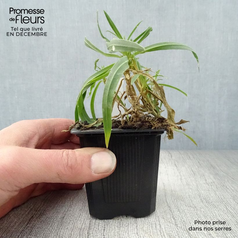 Amostra de Gypsophila paniculata Bristol Fairy - Gypsophile paniculé Vaso de 8/9 cm tal como entregue no inverno