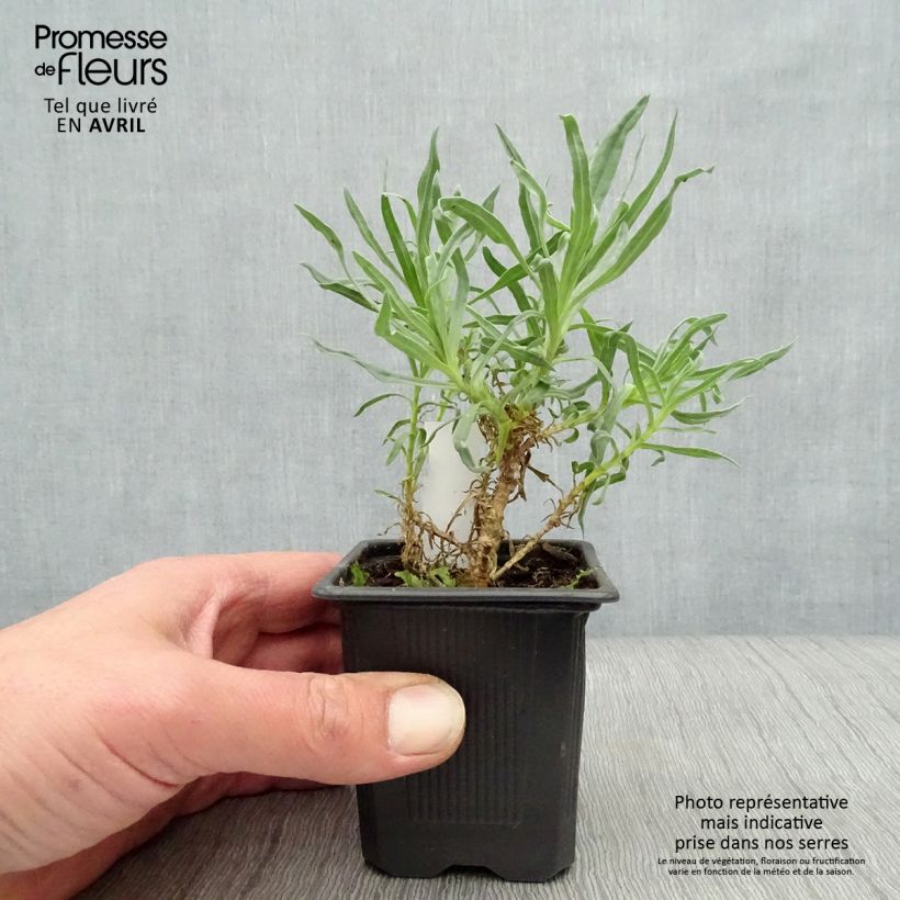 Amostra de Gypsophila paniculata Bristol Fairy Vaso de 8/9 cm tal como entregue na primavera