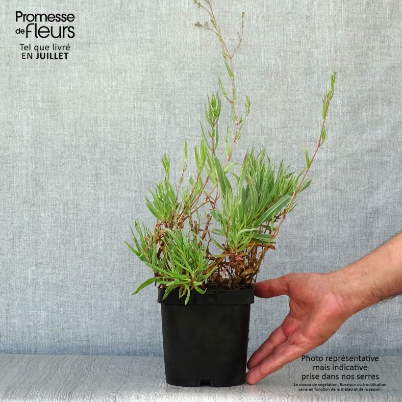 Amostra de Gypsophila paniculata Bristol Fairy Vaso de 2 L/3 L tal como entregue no verão