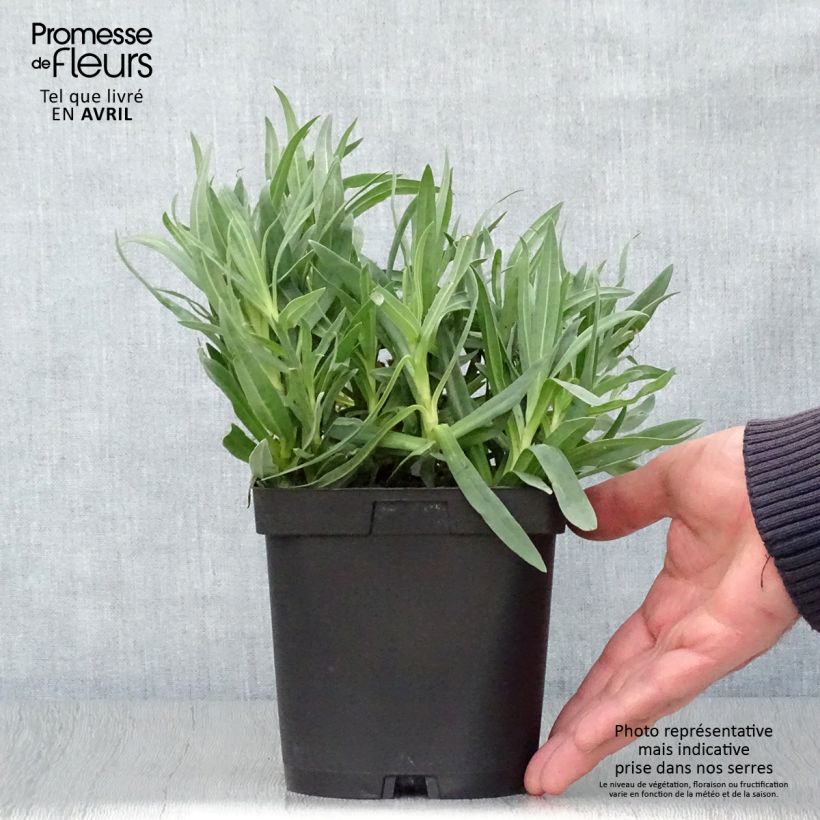 Amostra de Gypsophila paniculata Bristol Fairy Vaso de 2 L/3 L tal como entregue na primavera