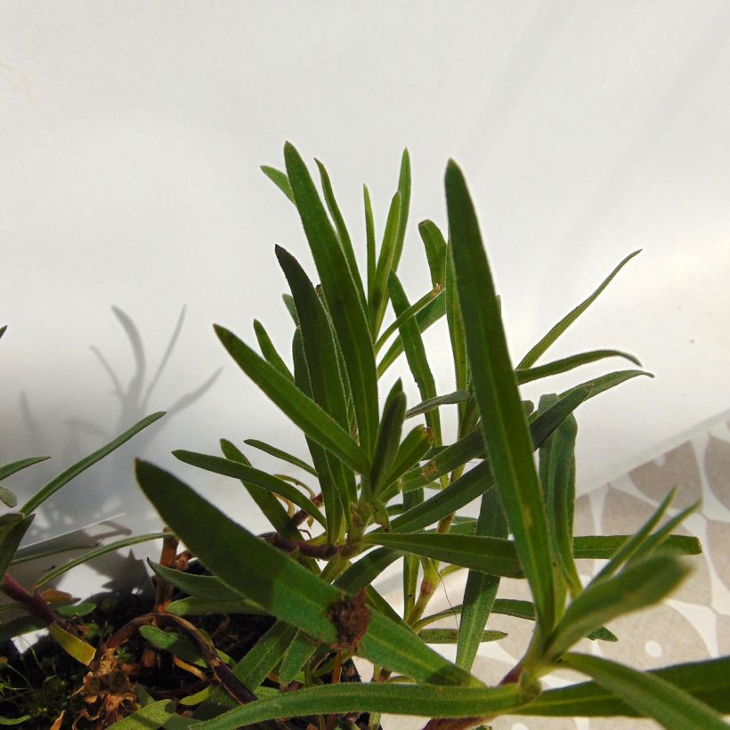 Gypsophila paniculata Flamingo (Folhagem)