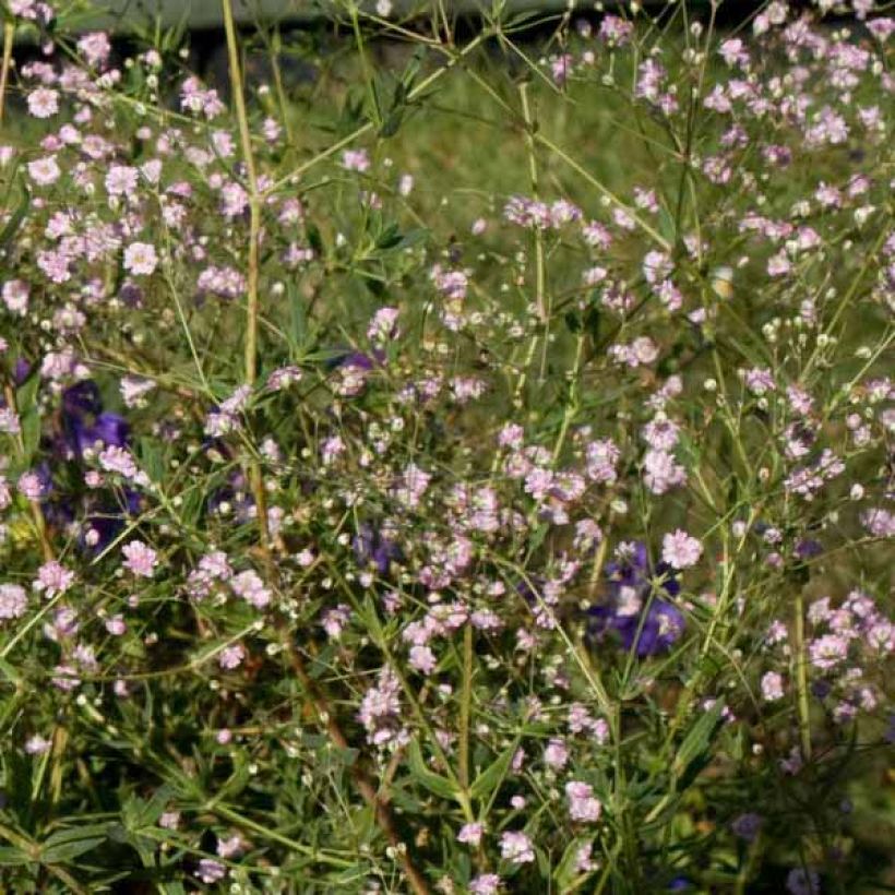 Gypsophila paniculata Flamingo (Hábito)