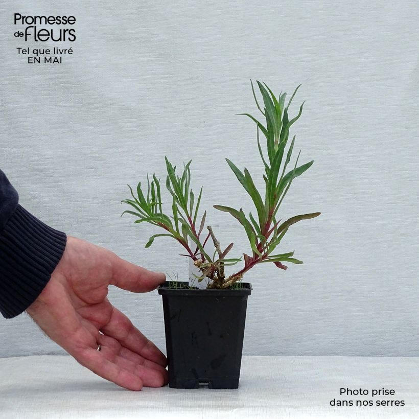 Amostra de Gypsophila paniculata Flamingo Vaso de 8/9 cm tal como entregue na primavera