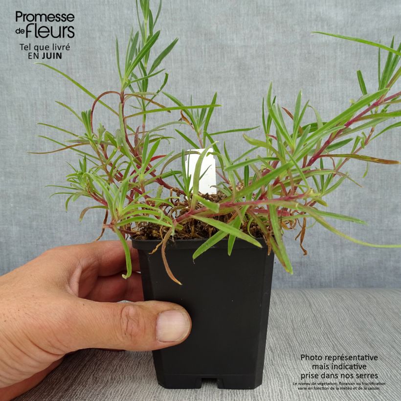 Amostra de Gypsophila paniculata Flamingo Vaso de 8/9 cm tal como entregue no verão
