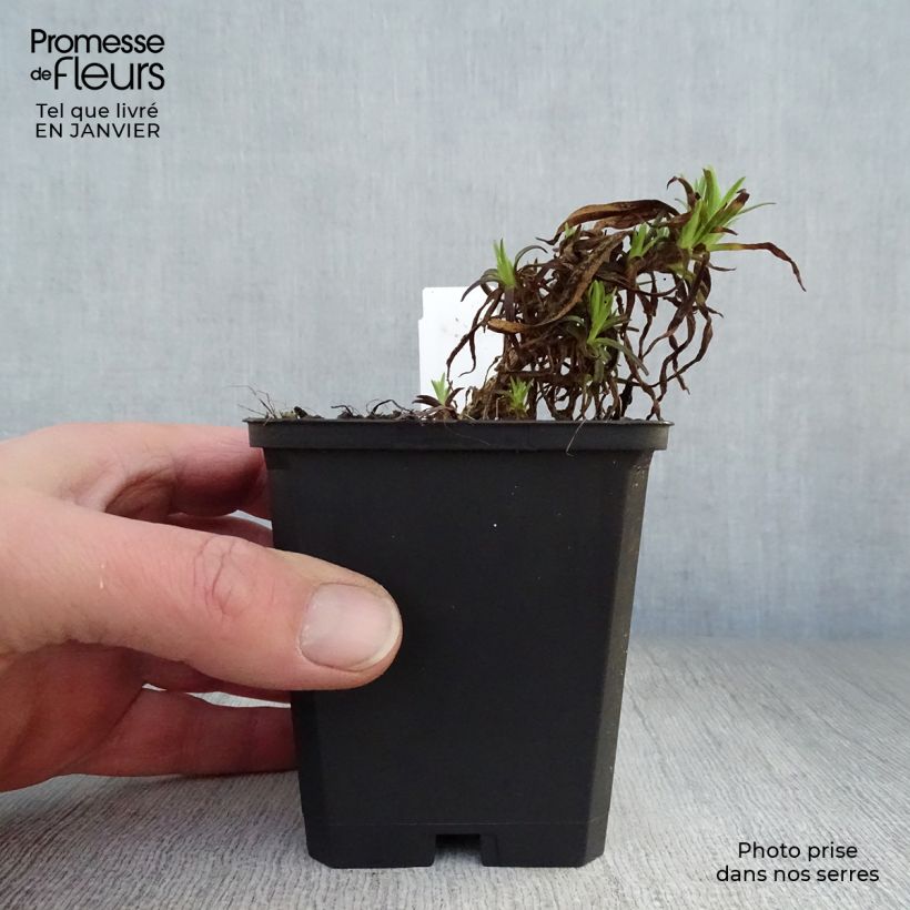 Amostra de Gypsophila paniculata Flamingo Vaso de 8/9 cm tal como entregue no inverno