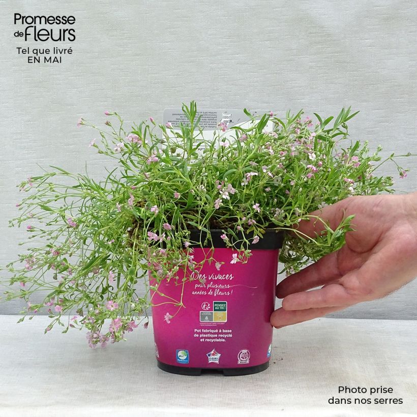 Amostra de Gypsophila repens Rosa Schönheit Vaso de 8/9 cm tal como entregue na primavera