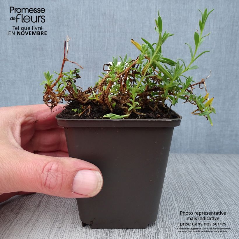 Amostra de Gypsophila repens Rosa Schönheit Vaso de 8/9 cm tal como entregue no outono