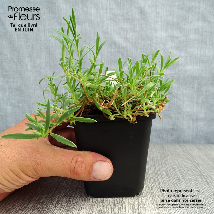 Amostra de Gypsophila repens Rosa Schönheit Vaso de 8/9 cm tal como entregue no verão