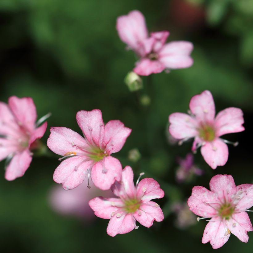Gypsophila repens Rosa Schönheit (Floração)