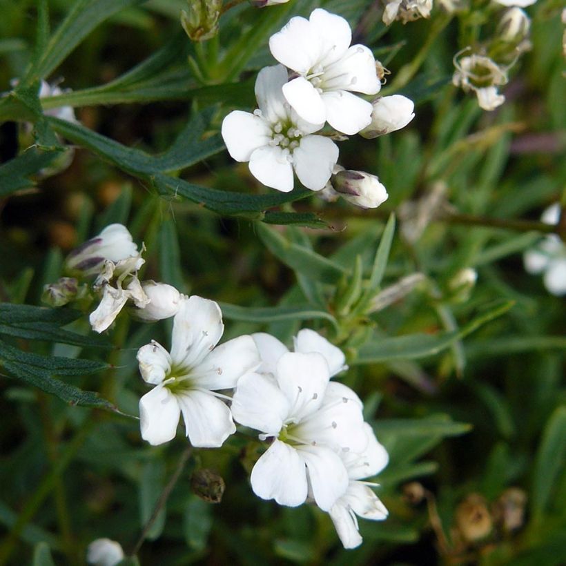 Gypsophila repens White Angel (Floração)