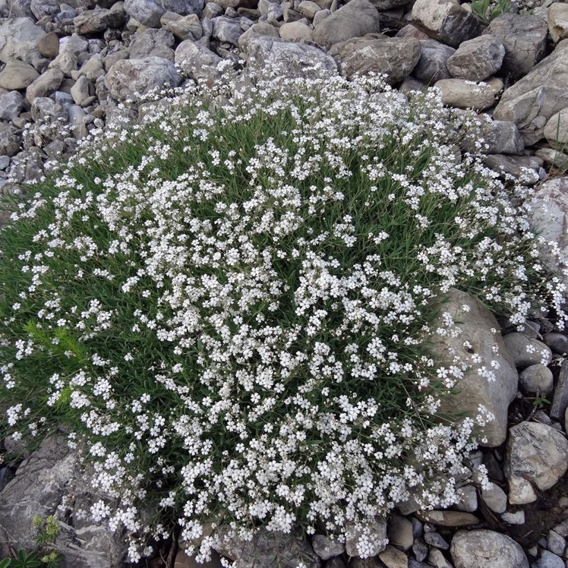 Gypsophila repens White Angel (Hábito)