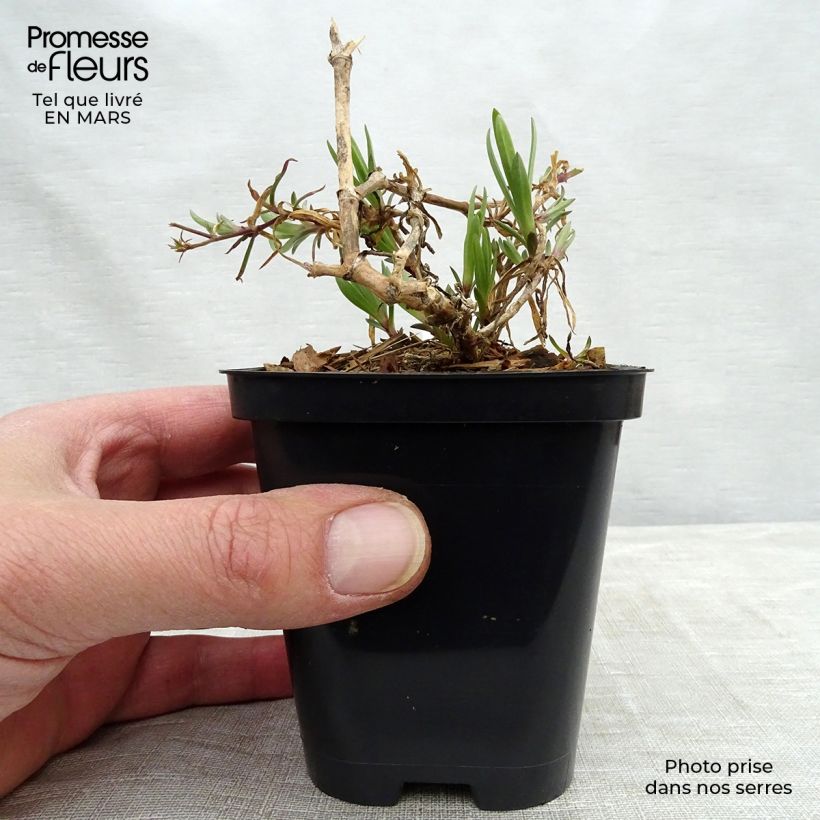 Amostra de Gypsophile Festival Pink Vaso de 8/9 cm tal como entregue no inverno