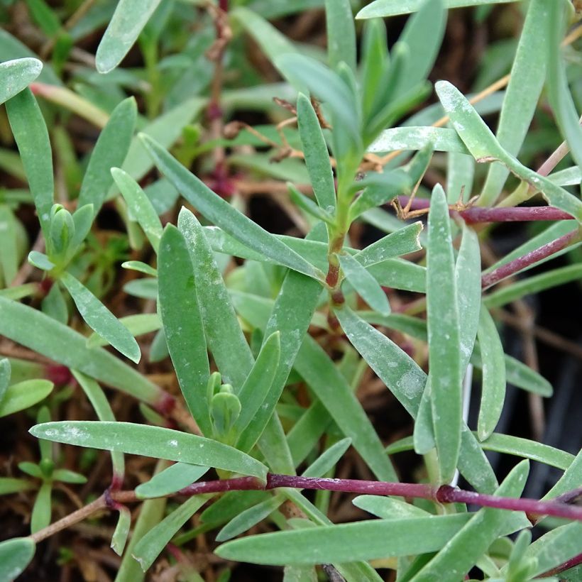 Gypsophila repens Alba (Folhagem)