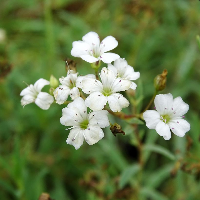 Gypsophila repens Alba (Floração)