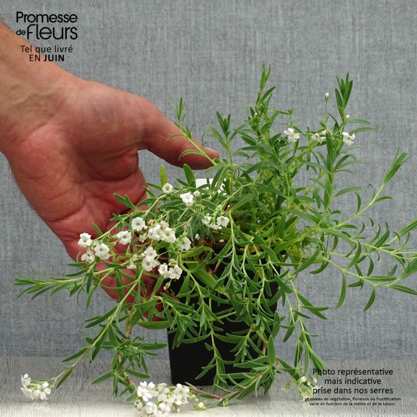 Amostra de Gypsophila repens Alba Vaso de 8/9 cm tal como entregue no verão